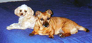 Chancey and Digby