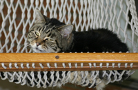 Cully in the Hammock