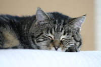 Cully Snoozing on the Bed