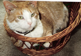 Hazel in basket