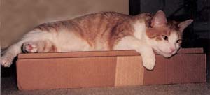 Hazel on box
