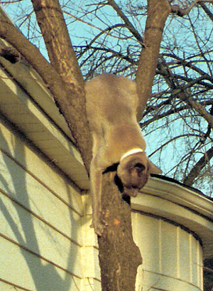 Max down a Tree