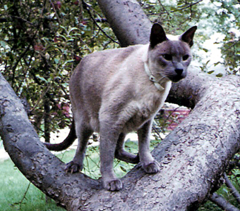 Max in the Apple Tree