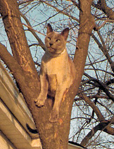 Max up a Tree