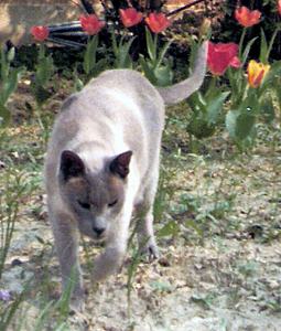 Max with Tulips